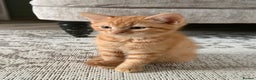 Mixed Breed cats for sale: Beautiful ginger kittens boys !!! - Advert 3