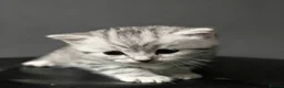 British Shorthair cats for sale: Adorable Silver Tabby Kittens 2 boys in Accrington - Advert 6