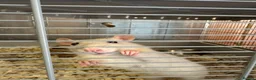 Rat rodents for sale: 2 rats (sisters)  in Bilston - Advert 1
