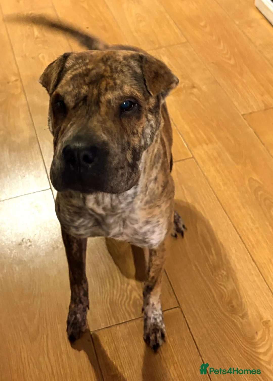 Mixed Breed dogs for sale: Two Shar Pei/American Bulldog Sisters - Advert 2