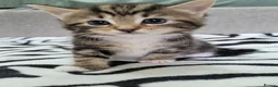 Mixed Breed cats for sale: Lovely Tabby Kittens  - Advert 2