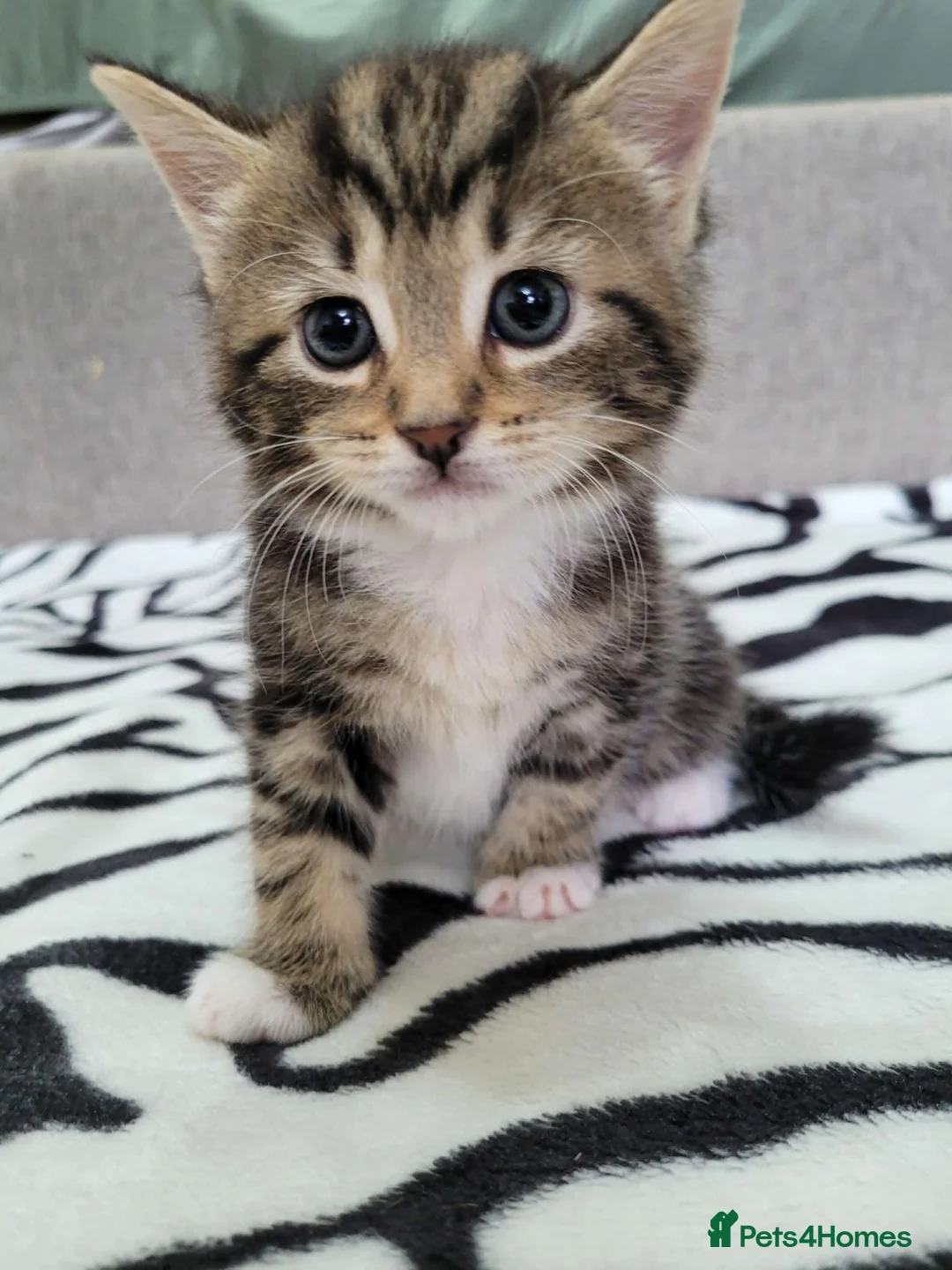 Mixed Breed cats for sale: Lovely Tabby Kittens  - Advert 2