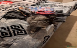 British Shorthair cats for sale: Beautiful British shorthair mix kittens available. - Advert 8