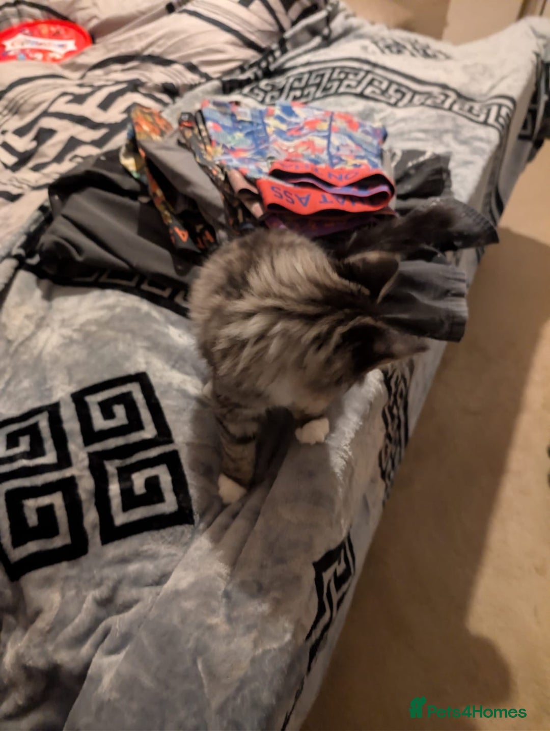 British Shorthair cats for sale: Beautiful British shorthair mix kittens available. - Advert 8