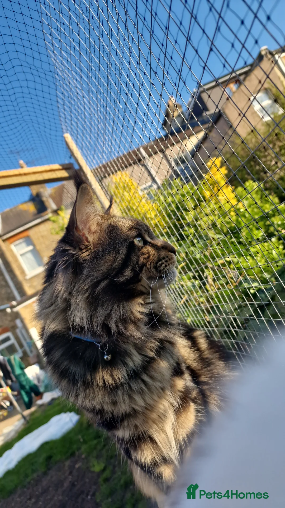 Maine Coon cats for stud: hiiii our XXL Izzy boy is ready for stud video ava in Ilford - Advert 6