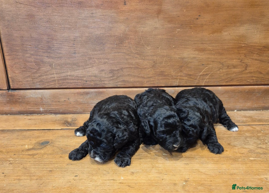 Cockapoo dogs for sale: Cockapoo Puppies - Advert 3