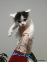 Mixed Breed cats - Advert 5