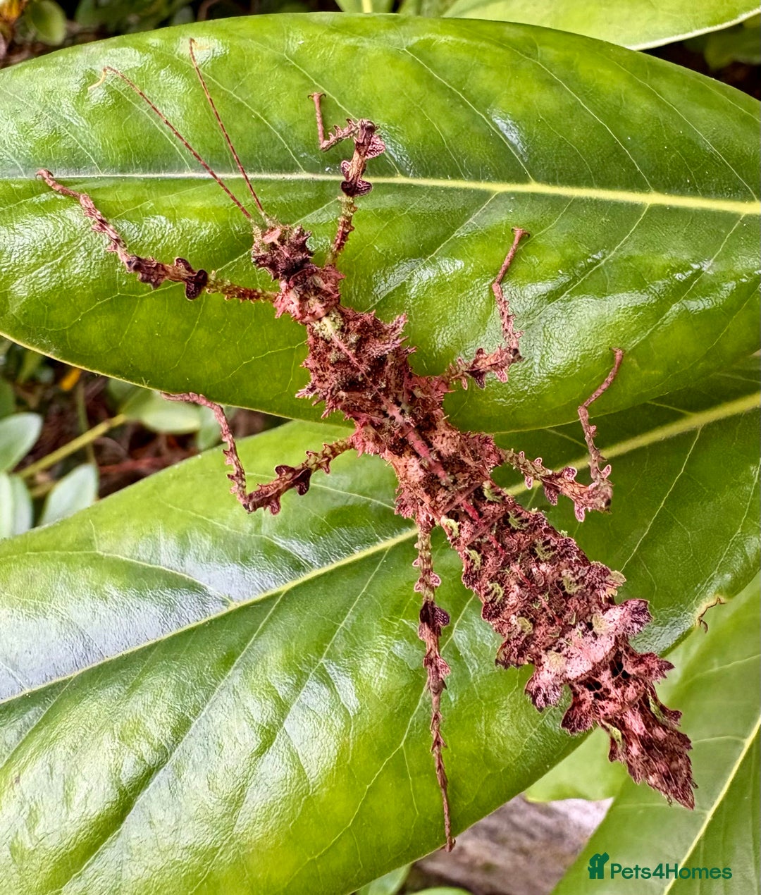 Stick Insects invertebrates for sale: Taraxippus samarae "Siquirres" Stick Insect Nymphs - Advert 4