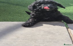 Maltipoo dogs for sale: Maltipoo puppies ready now  - Image 28