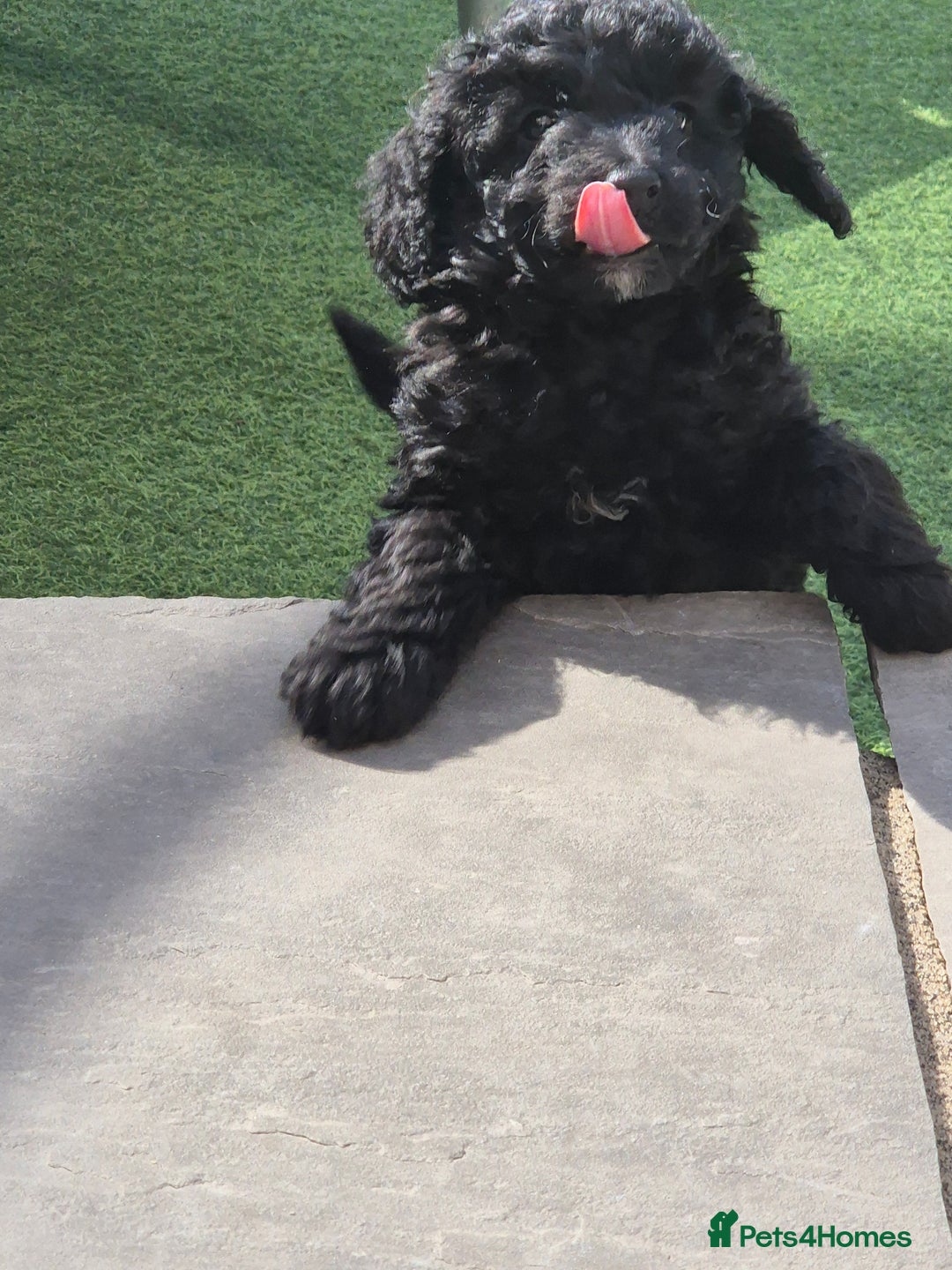 Maltipoo dogs for sale: Maltipoo puppies ready now  - Image 28