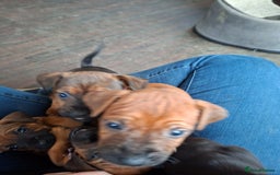 Patterdale Terrier dogs for sale: Patterdale Puppies  - Image 6