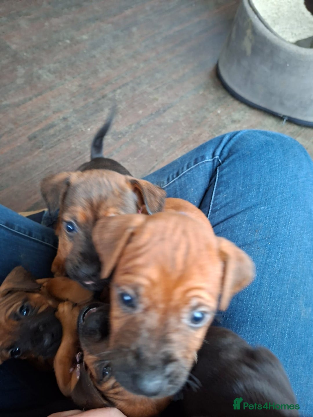 Patterdale Terrier dogs for sale: Patterdale Puppies  - Image 6