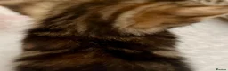 Bengal cats for sale: Glitter Bengal X With Famous References! - Advert 6