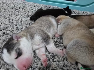 Alaskan Malamute dogs litter of chunky fluffy malamutes - Advert 2