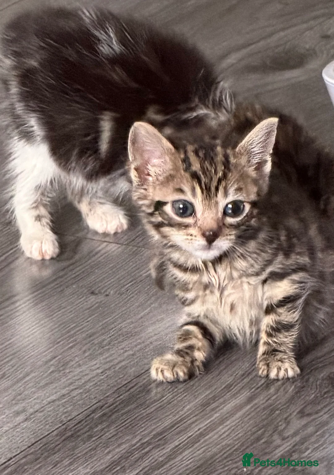 Bengal cats for sale: Bengal x kitten - Advert 15