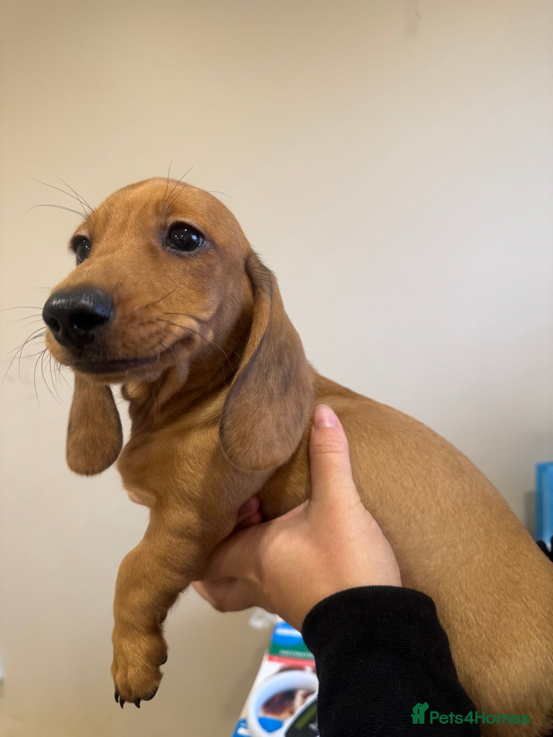 Miniature Dachshund dogs for sale: Daschunds puppies  - Advert 6