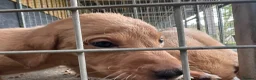 Labrador Retriever dogs for sale: KC Registered Fox Red Puppies in Dunkeld - Advert 8