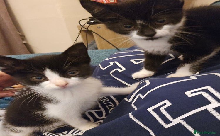 Mixed Breed cats 12 week old kittens for sale - Advert 1