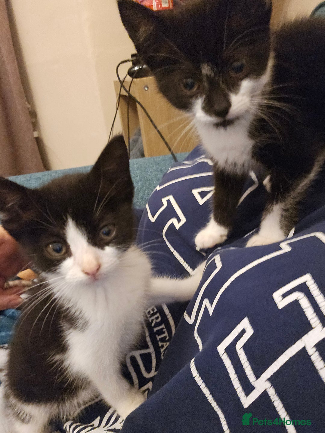 Mixed Breed cats for sale: 12 week old kittens for sale - Advert 1