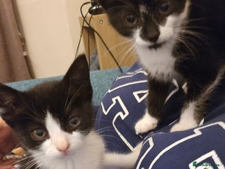 Mixed Breed cats 12 week old kittens for sale - Advert 1