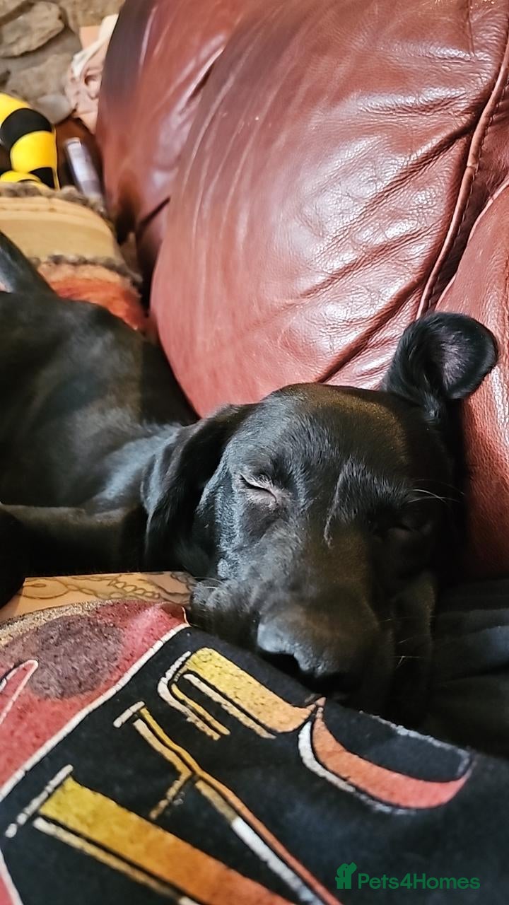 Labrador Retriever dogs for sale: Beautiful labrador boy - Advert 6