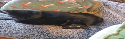 Mixed Breed cats for sale: Calm & Peaceful Male Adult Cat Needs New Home - Advert 9