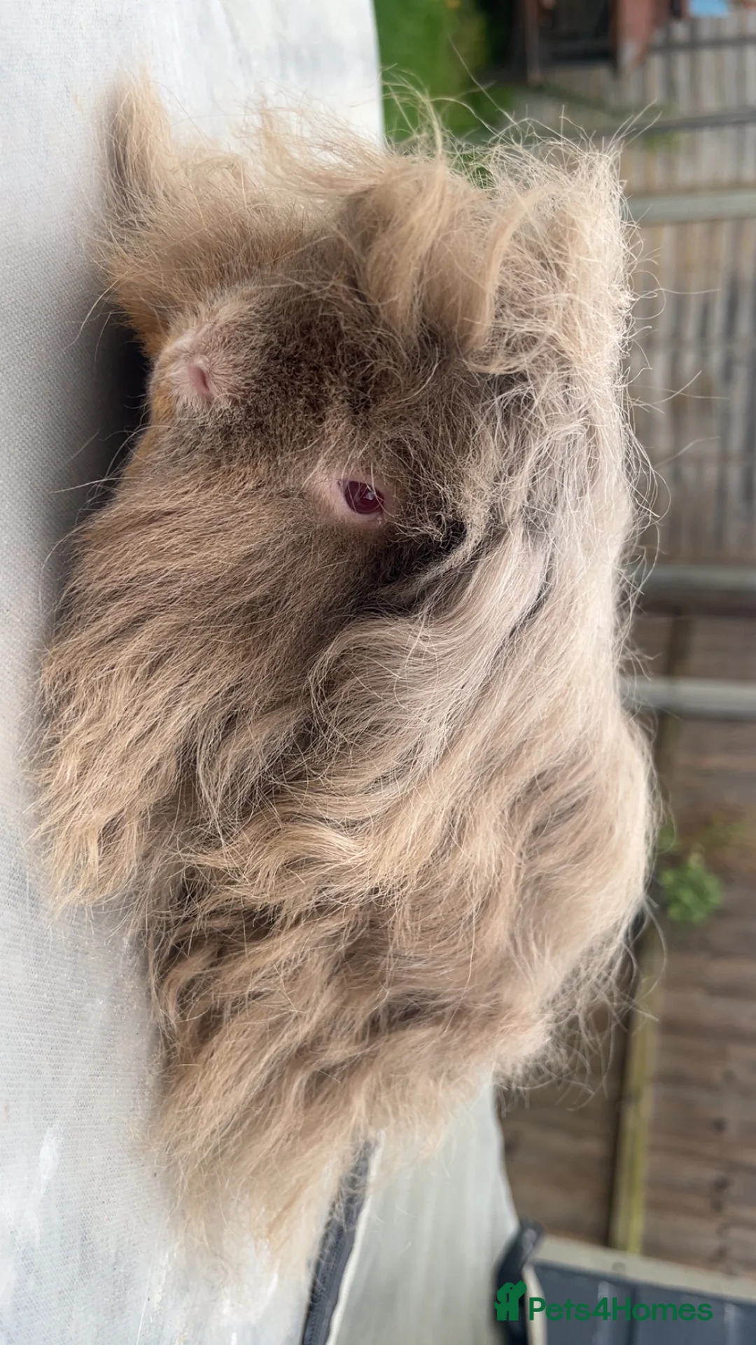 Guinea Pig rodents for sale: PUREBRED PERUVIAN & ALPACA BOARS OF ALL AGES - Advert 9