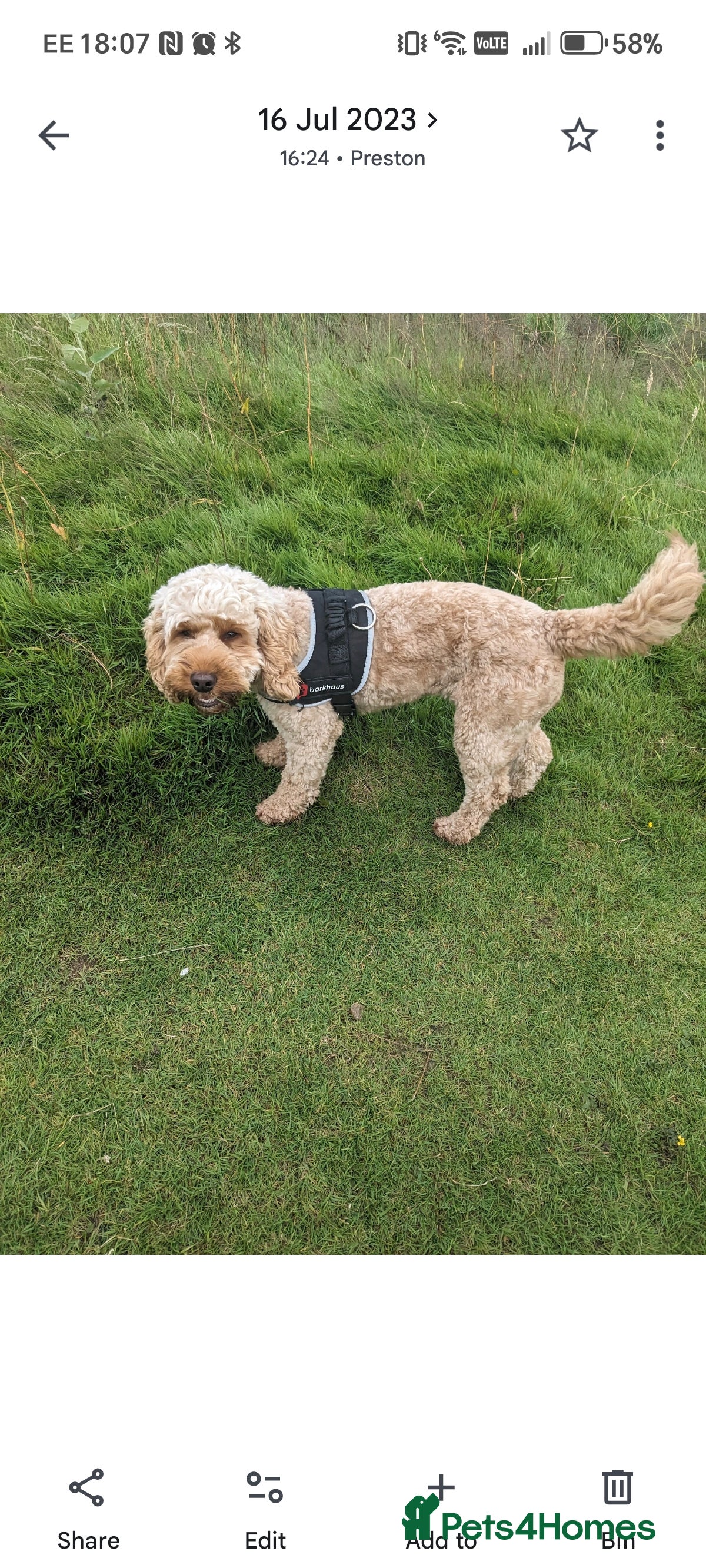 Cockapoo dogs 4 year Cockapoo for sale - Advert 1