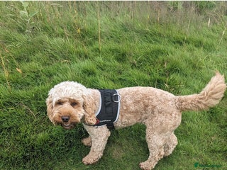 Cockapoo dogs 4 year Cockapoo for sale - Advert 1