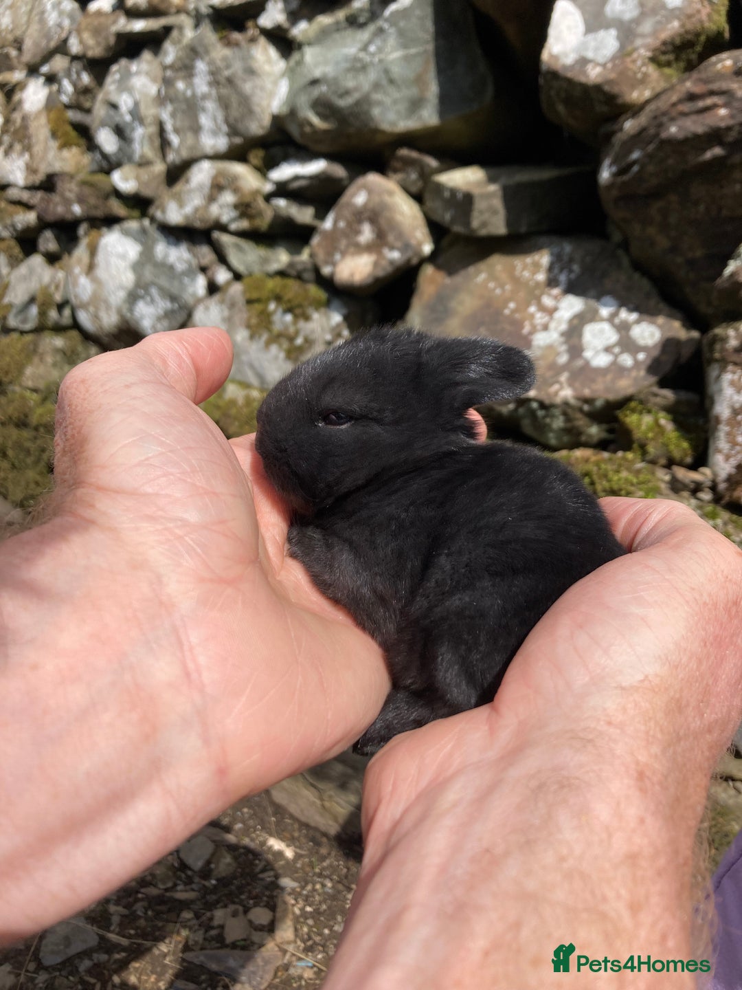 Lionhead rabbits for sale: Family of mixed lion head and mini lops. - Image 7