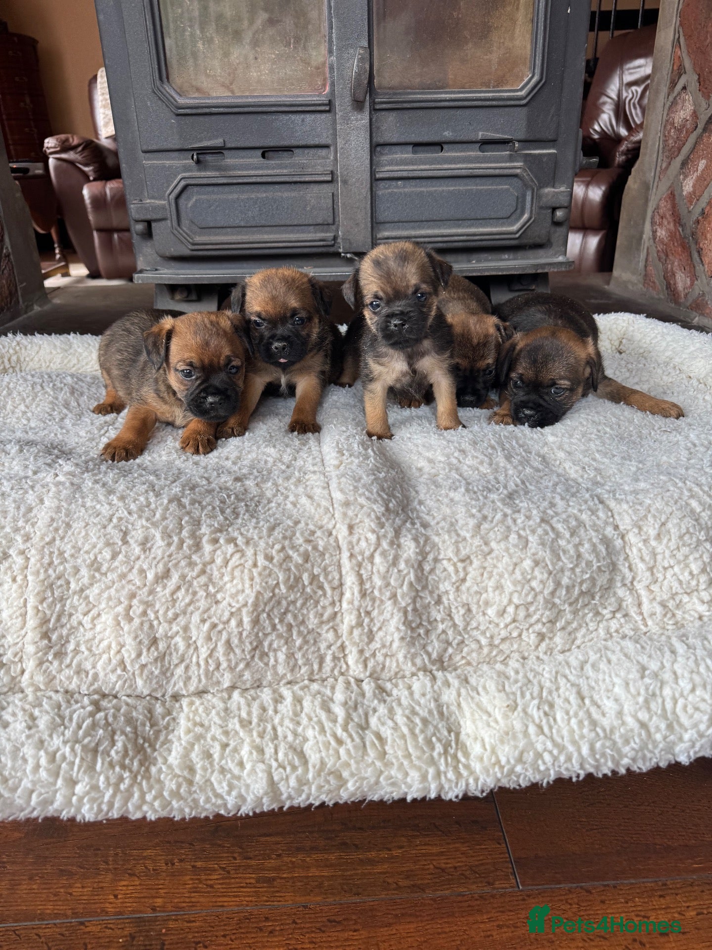 Border Terrier dogs KC registered border terrier pups  - Advert 20