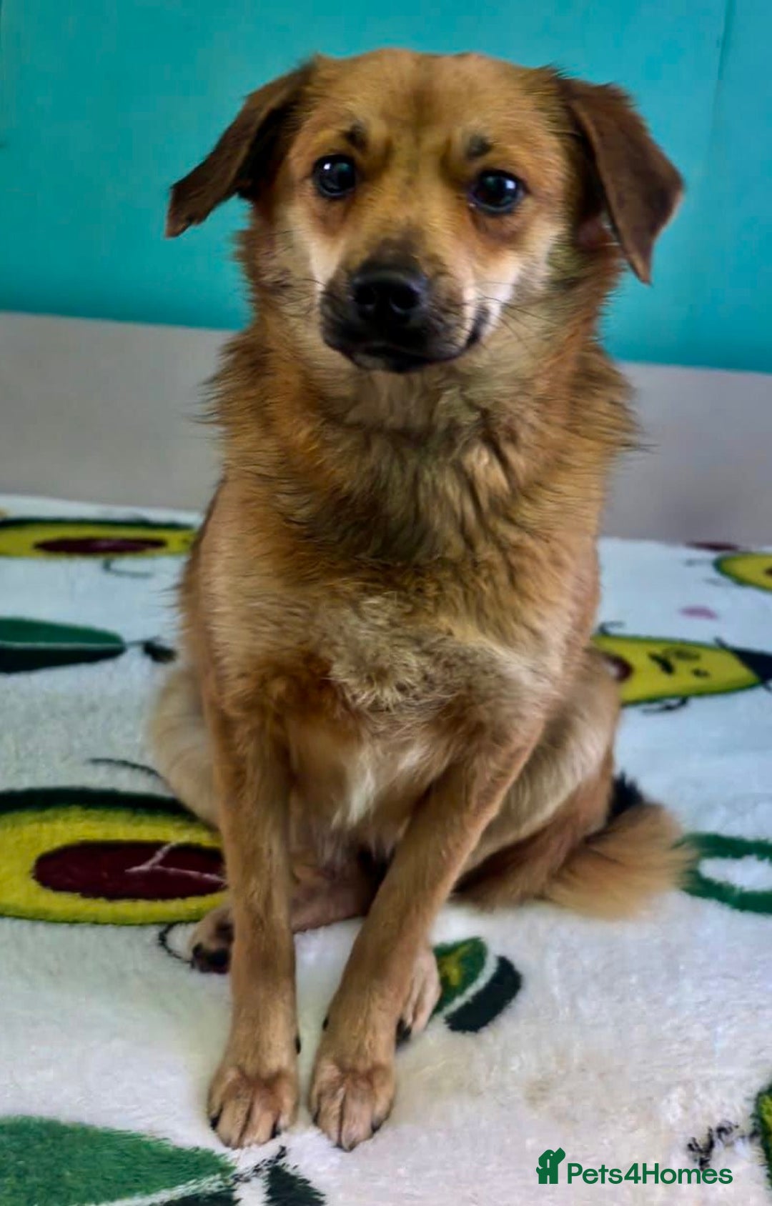 Border Collie dogs for adoption: 🐾 ROSIE – Female Border Collie (Small) - Advert 9