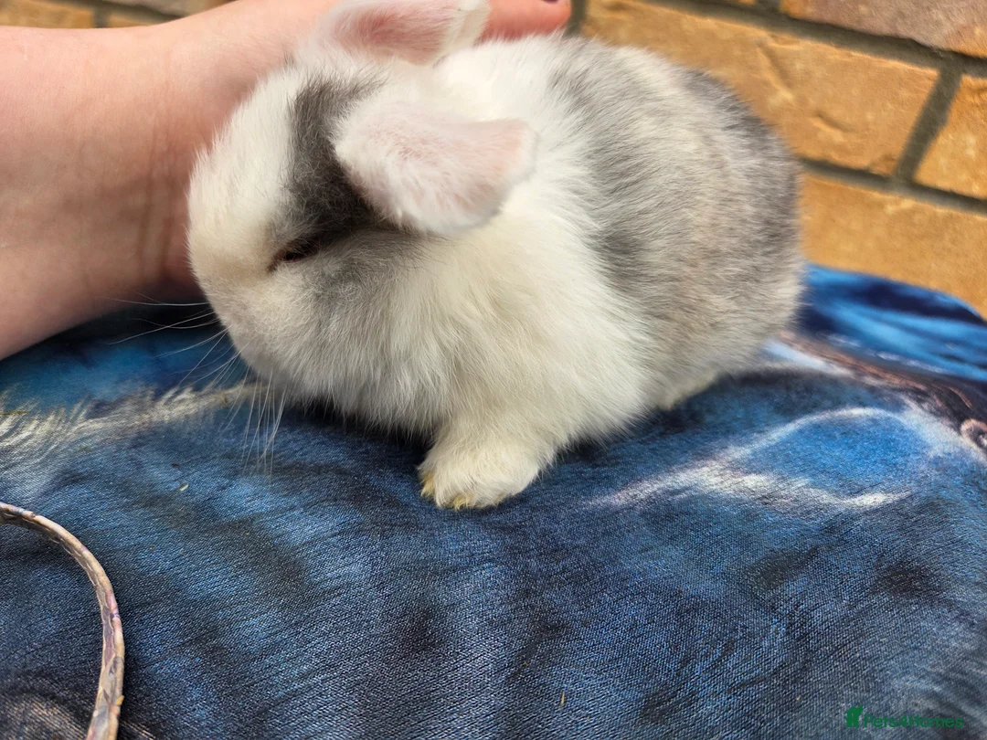 Mini Lop rabbits for sale: Adorable mini lops  - Advert 8