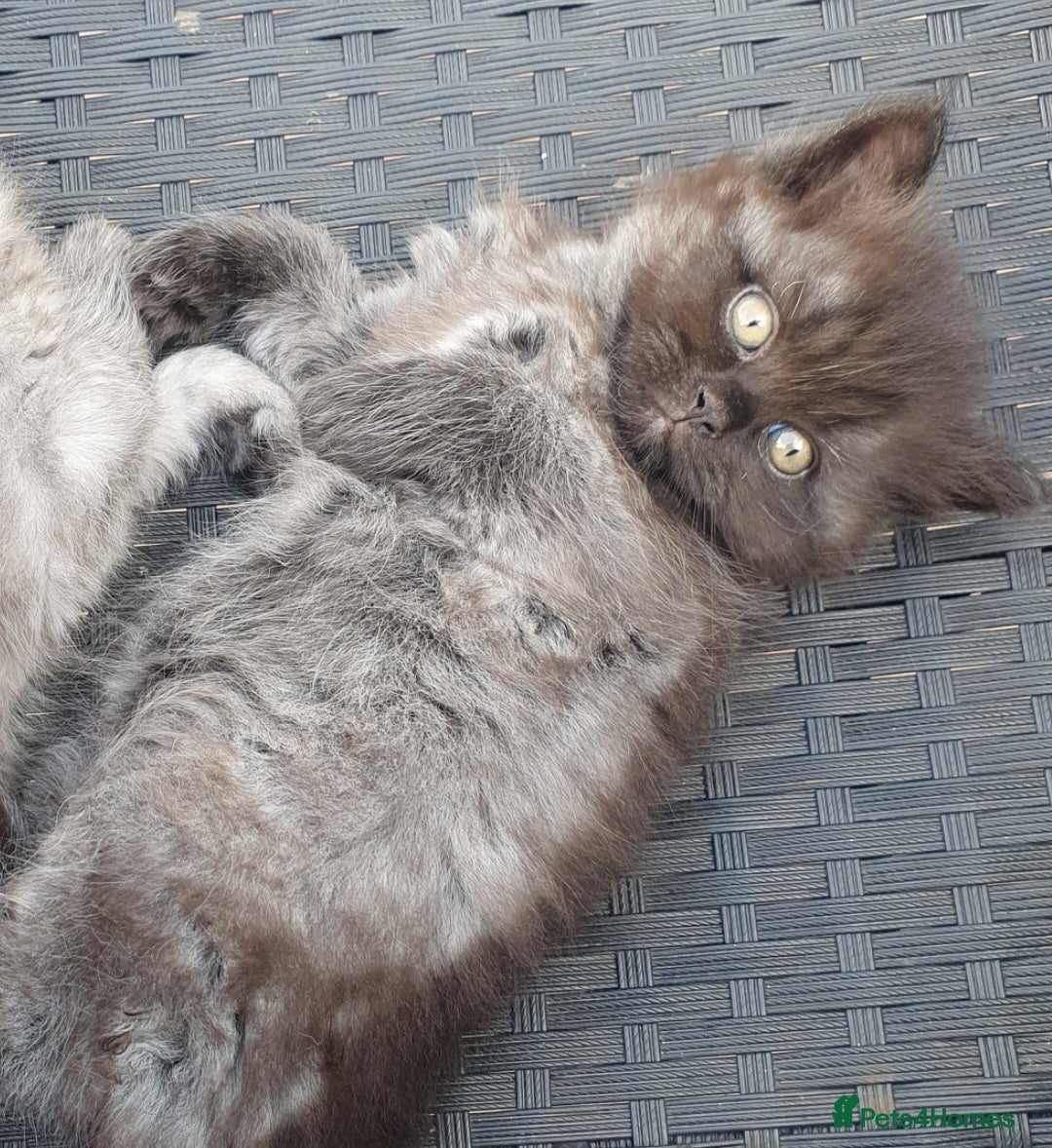 Mixed Breed cats for sale: Beautiful male kitten  - Image 13