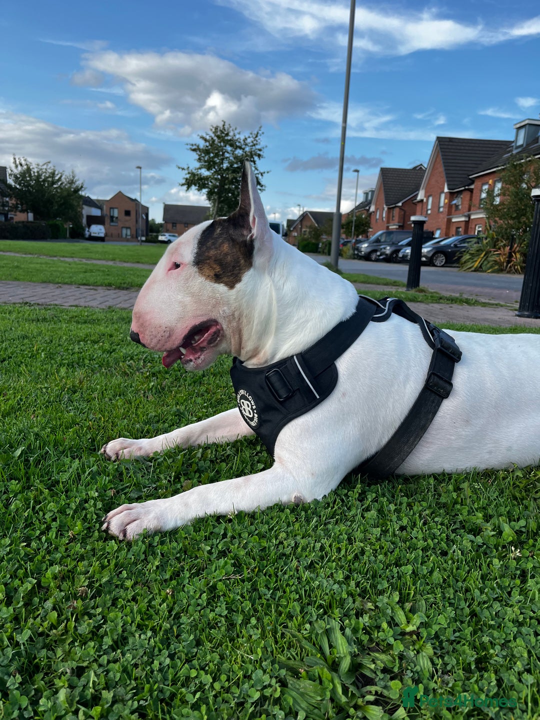 English Bull Terrier dogs for stud: Amazing boy for stud in Liverpool - Advert 13