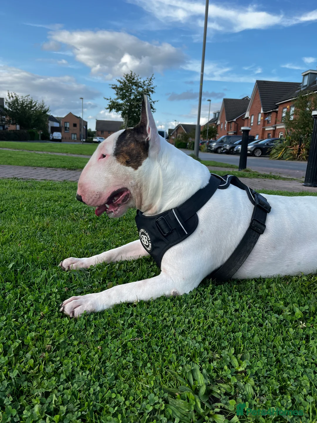 English Bull Terrier dogs for stud: Amazing boy for stud in Liverpool - Advert 13