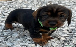 Dachshund dogs for sale: Wire Haired Teckels - Image 8