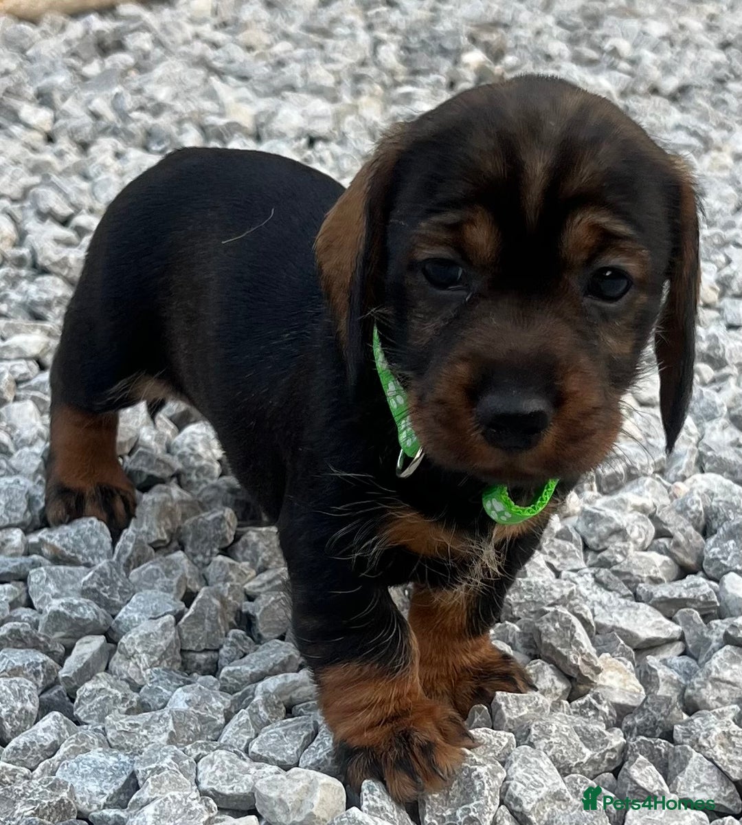 Dachshund dogs for sale: Wire Haired Teckels - Image 8