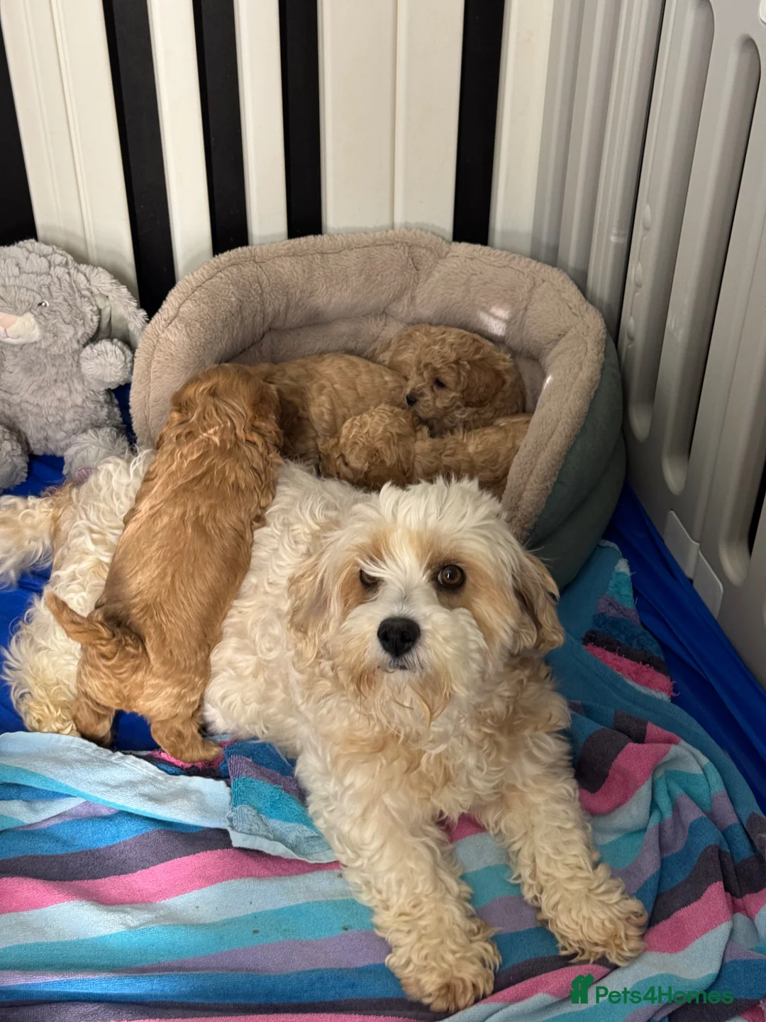 Cavachon dogs for sale: Cavapoochon puppies💙🩷 - Advert 1