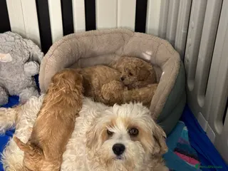 Cavachon dogs Cavapoochon puppies💙🩷 - Advert 15