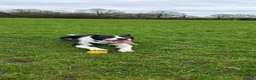Border Collie dogs for sale: Looking for a Loving Forever Home - Advert 8