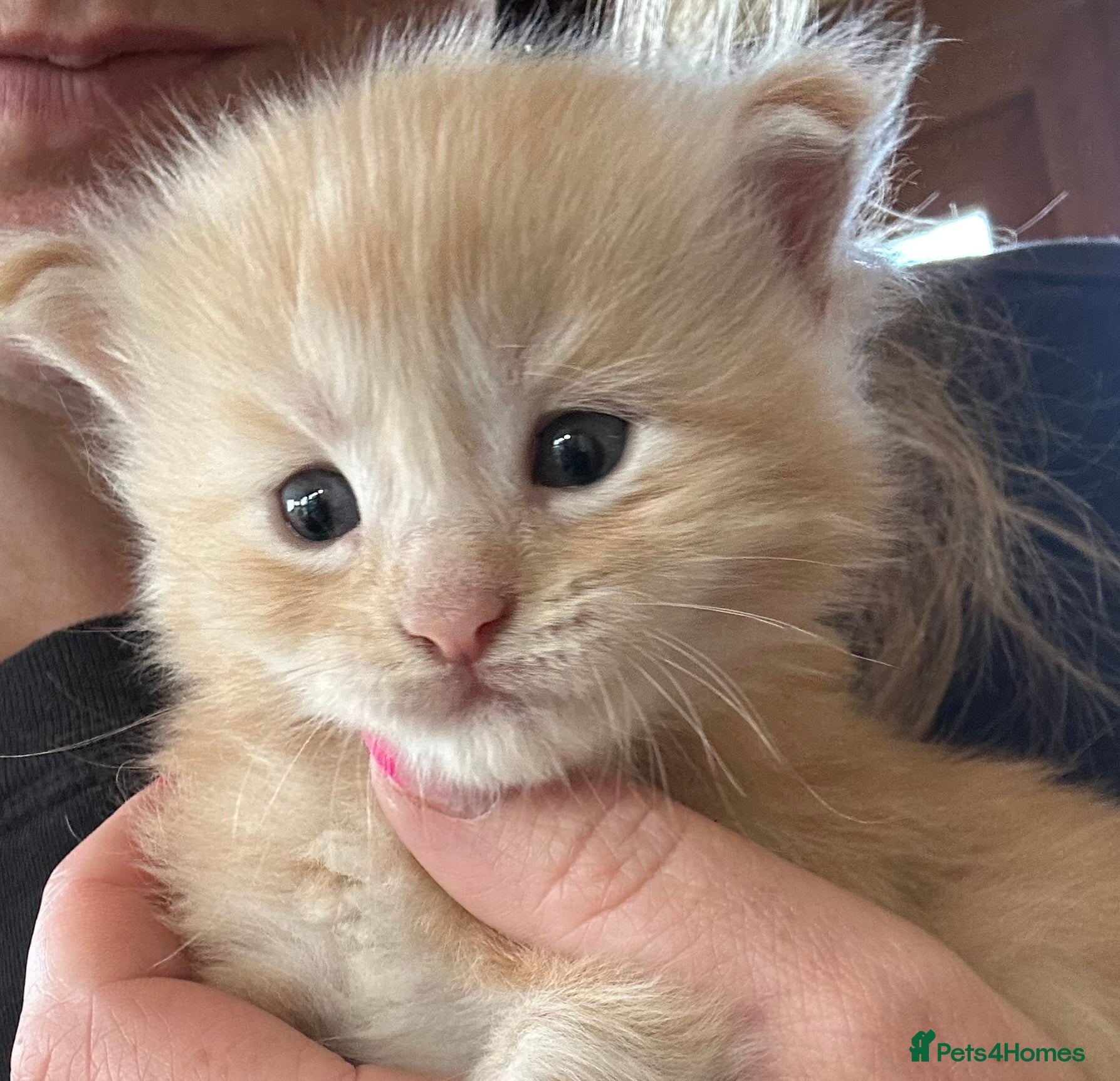 Maine Coon cats for sale: 6 Maine coon kittens for sale  in Brechin - Advert 9