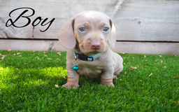 Miniature Dachshund dogs for sale: 3 LEFT- READY TO LEAVE ❤️ Mini Dachshund puppies! - Image 10