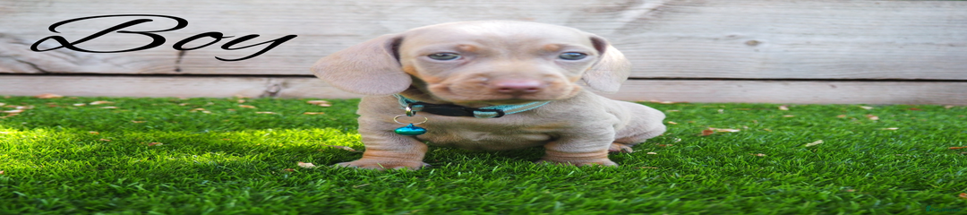 Miniature Dachshund Puppy 5