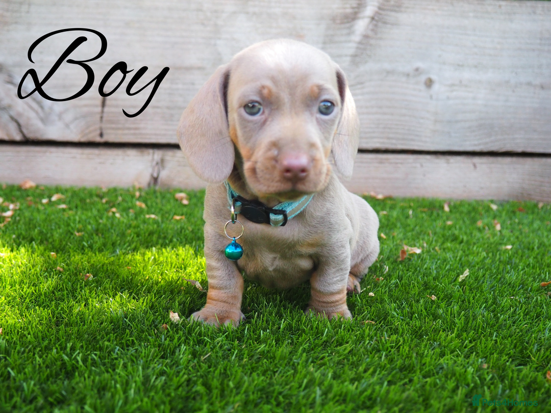 Miniature Dachshund dogs for sale: 3 LEFT- READY TO LEAVE ❤️ Mini Dachshund puppies! - Image 10