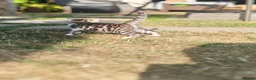 Mixed Breed cats for sale: Bengal mix  - Advert 25