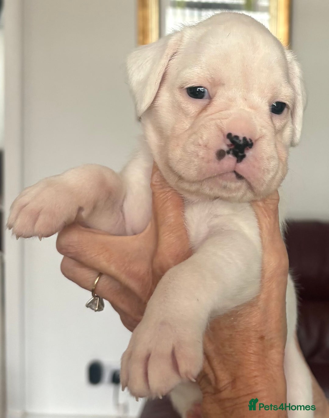 Boxer dogs for sale: Boxer Puppies form Top Winning Show Kennel - Image 4