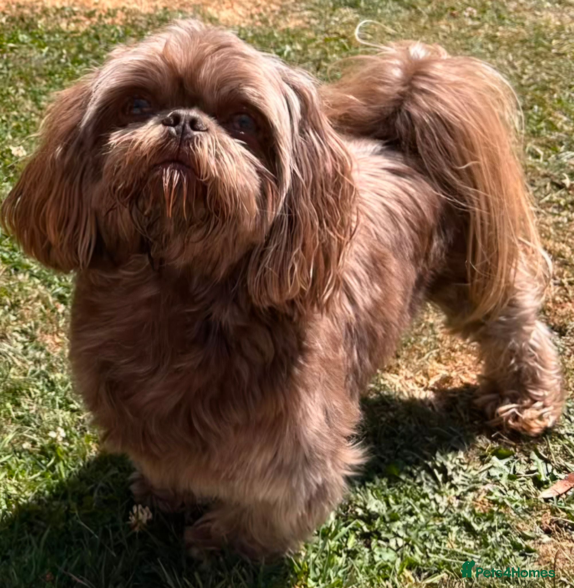 Shih Tzu dogs KC Karashishi Imperial Chocolate/Lavender Stud - Advert 8