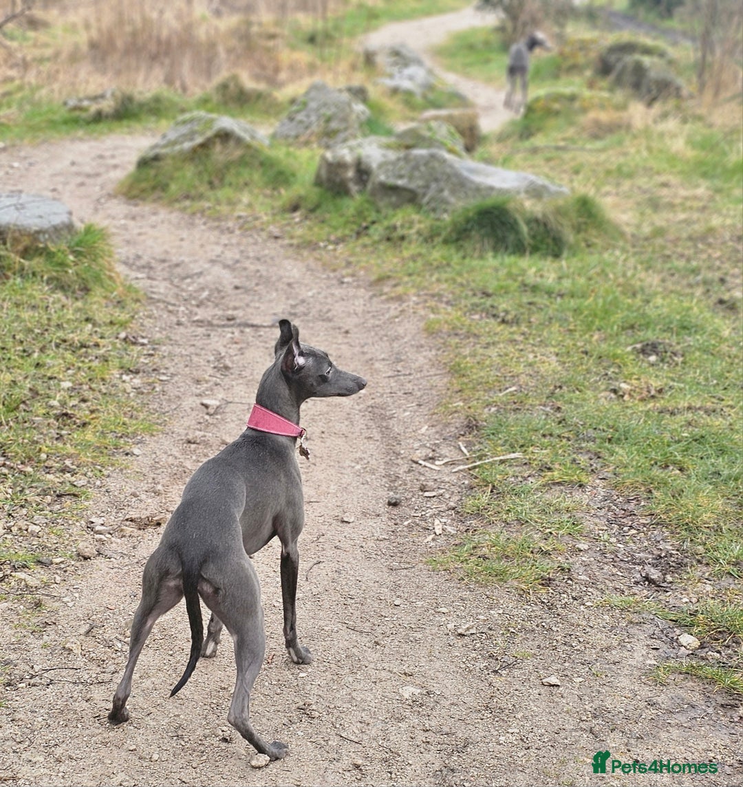 Whippet dogs for sale: KC Registered Blue Laguna Whippets - Image 12