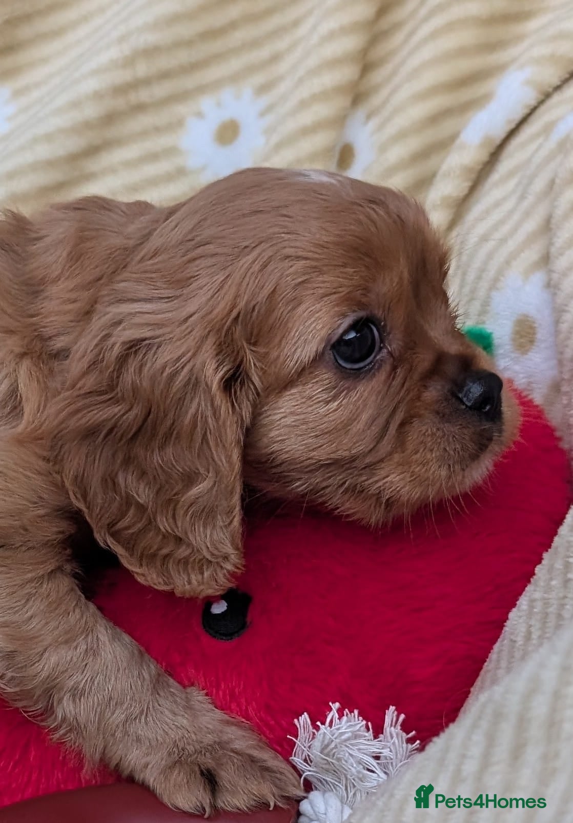 Cavalier King Charles Spaniel dogs Cavalier King Charles Puppies! Two boys left! - Advert 2